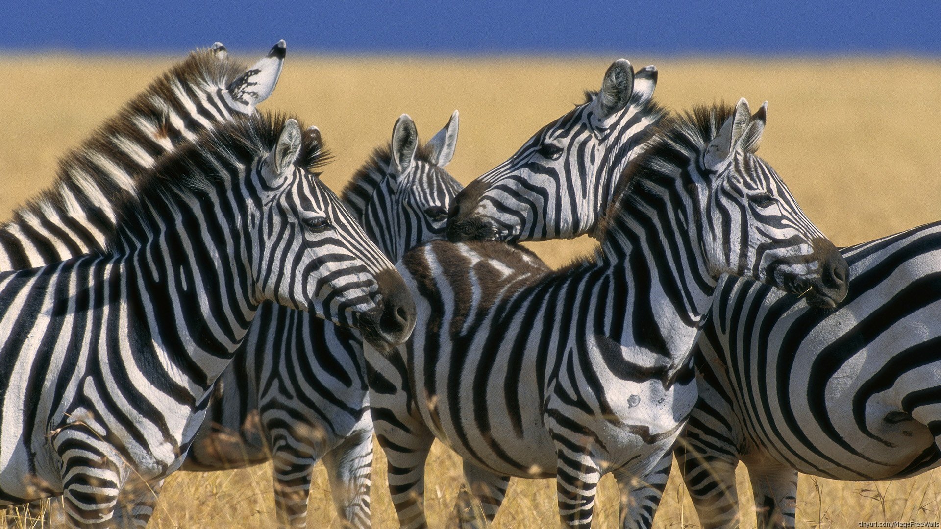 HD PC desktop wallpaper of zebras clustered on a golden savannah beneath a clear blue sky.