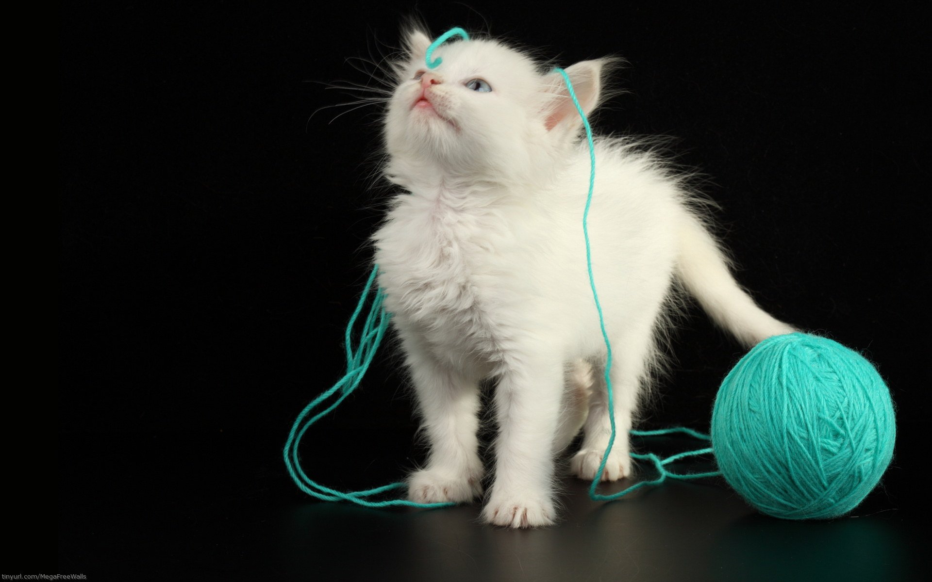 A playful white kitten stands beside a vibrant teal yarn ball, with strands of yarn playfully tangled around it, showcasing its cute and curious nature. An adorable HD desktop wallpaper.