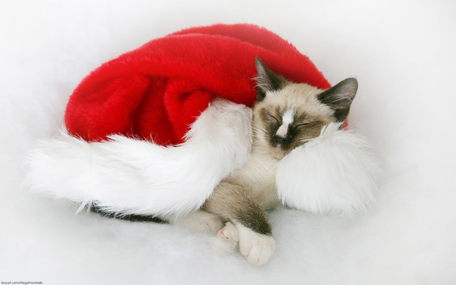 Download Cat Animal Cute Cute Cat HD Wallpaper by Scott Ford