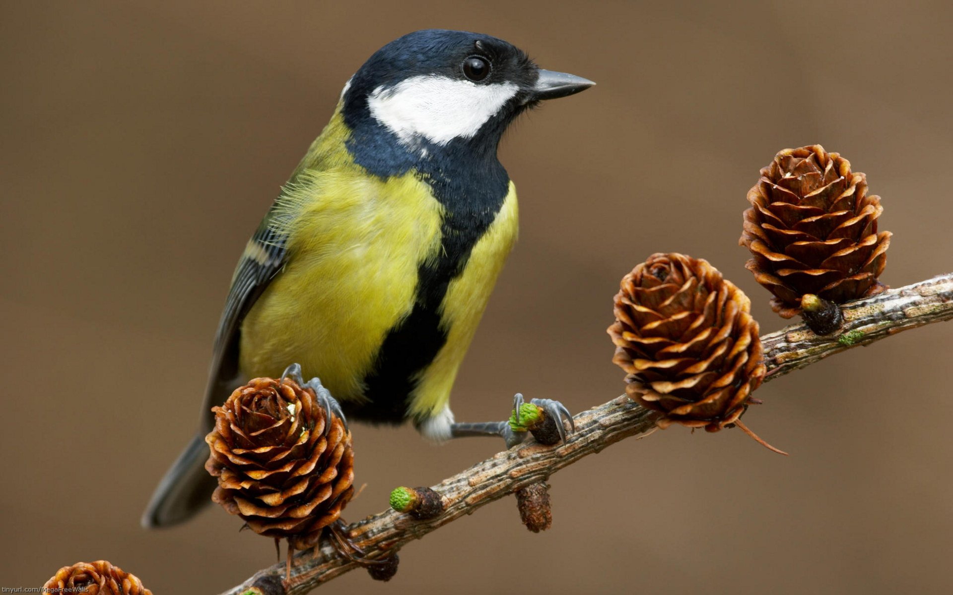 HD PC desktop wallpaper: a bright yellow-and-black bird (animal) perched on a branch studded with small pine cones against a soft brown background.
