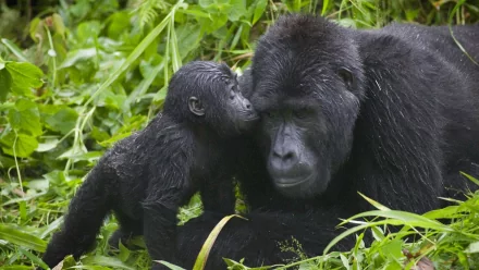 A touching moment between a gorilla and its baby in a lush green habitat, captured in high-definition for an engaging desktop wallpaper background.
