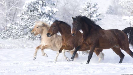 Three horses galloping through a snowy landscape, surrounded by frosted trees, showcasing the beauty of winter. This HD image serves as a stunning desktop wallpaper.