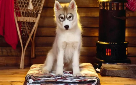 A cute Siberian husky puppy sitting on a blanket in a cozy setting, surrounded by warm wood tones and light from a nearby heater, making it a charming desktop wallpaper.