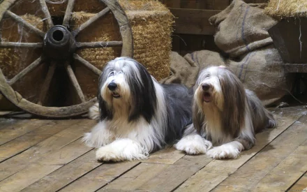  Bearded Collie portrait by Scott Ford