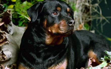 HD wallpaper of a Rottweiler dog, lying down with a backdrop of foliage and greenery. The dog's confident gaze adds a majestic touch to this desktop background.