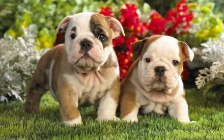 Two adorable English bulldog puppies stand side by side on lush green grass, surrounded by vibrant flowers, creating a charming and heartwarming desktop wallpaper.