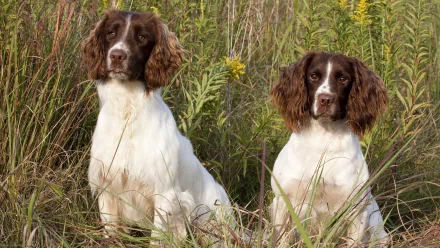 Two English Springer Spaniel dogs sit attentively in a grassy field, captured in an HD desktop wallpaper showcasing their alert expressions and natural surroundings.