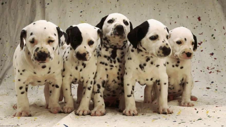Black and white HD desktop wallpaper featuring five cute Dalmatian puppies standing close together against a light speckled background.