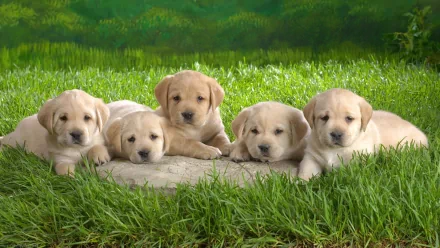 HD desktop wallpaper featuring five adorable Labrador Retriever puppies lying on grass, creating a warm and charming background.