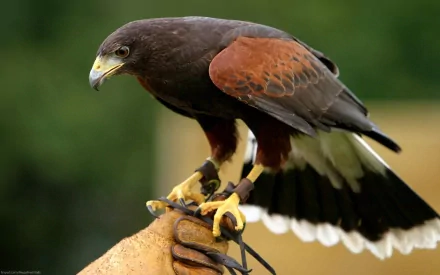 A Harris's hawk perched on a handler's glove, showcasing its rich brown and rust plumage. This striking bird image serves as an engaging HD desktop wallpaper.