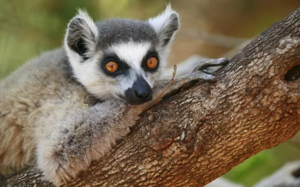 Animal lemur HD Desktop Wallpaper | Background Image