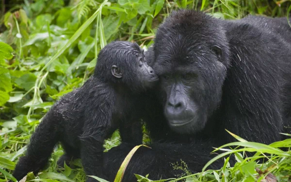 A touching moment between a gorilla and its baby in a lush green habitat, captured in high-definition for an engaging desktop wallpaper background.