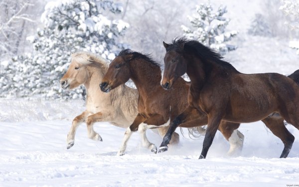 Animal Horse Snow Running HD Wallpaper | Background Image