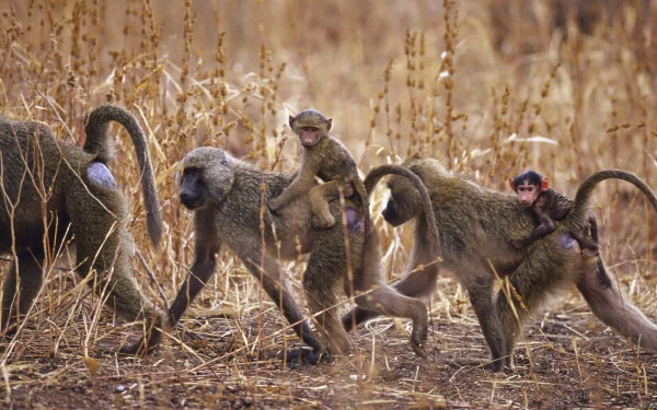 HD PC desktop wallpaper of a troop of olive baboons crossing dry grassland, with baby baboons clinging to the adults.