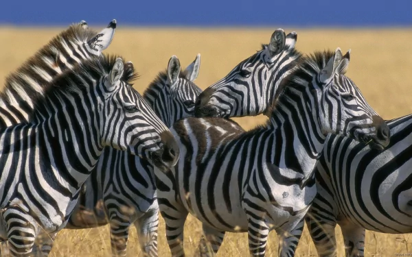 HD PC desktop wallpaper of zebras clustered on a golden savannah beneath a clear blue sky.