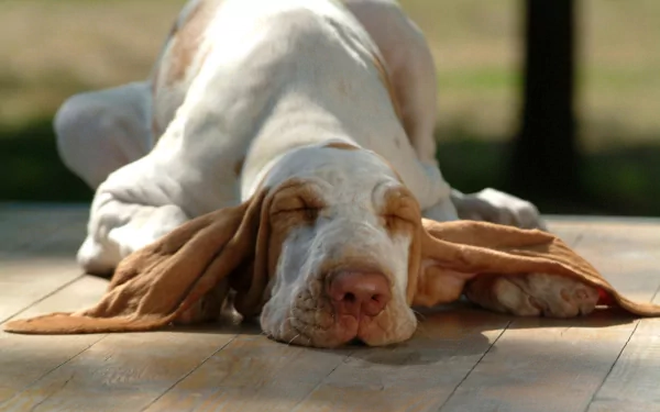 A Bracco Italiano dog lying down with eyes closed on a wooden floor, captured in HD for a desktop wallpaper background.