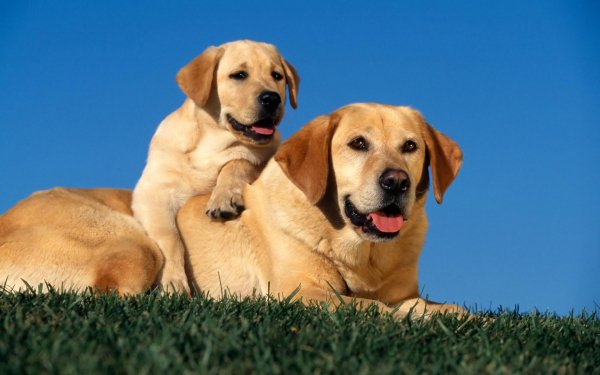 Animal Labrador Retriever Dogs Puppy Dog Labrador Baby Animal HD Wallpaper | Background Image
