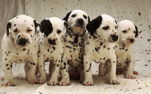 Black and white HD desktop wallpaper featuring five cute Dalmatian puppies standing close together against a light speckled background.