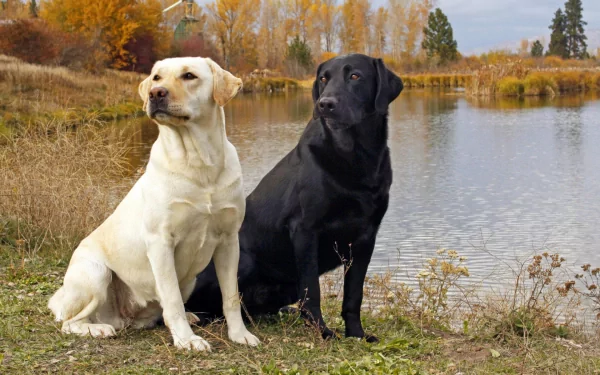 Two labrador retrievers, one yellow and one black, sit by a serene lake, surrounded by autumn foliage. This HD desktop wallpaper captures the tranquil beauty of the scene.