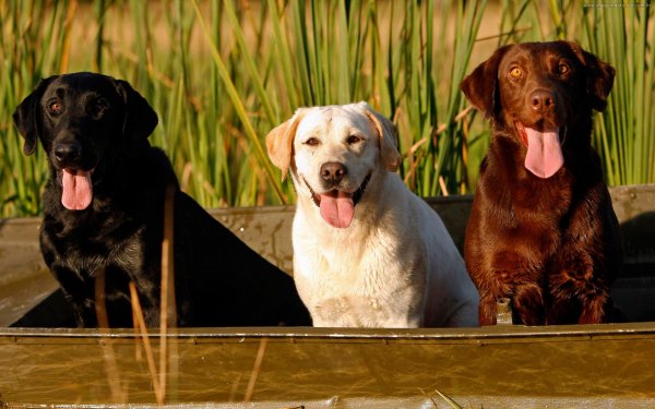 Animal Labrador Retriever Dogs Dog Labrador Retriever HD Wallpaper | Background Image