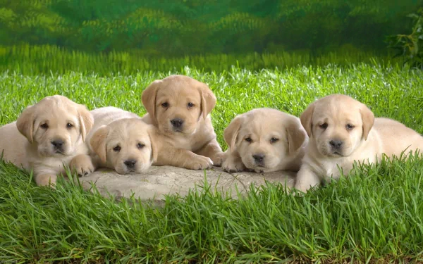 HD desktop wallpaper featuring five adorable Labrador Retriever puppies lying on grass, creating a warm and charming background.
