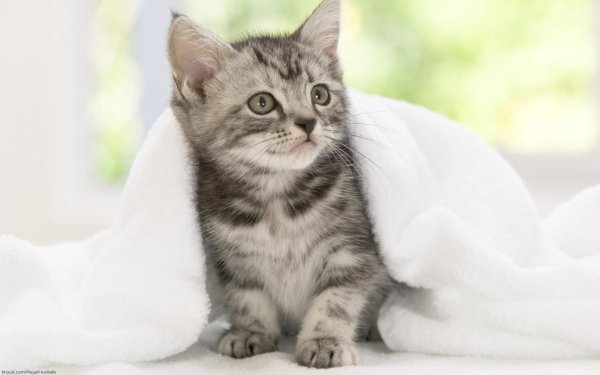 Animal Cute Cat Kitten Pet Blanket HD Wallpaper | Background Image
