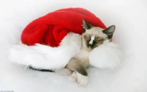 cat Animal cute cute cat HD Desktop Wallpaper | Background Image