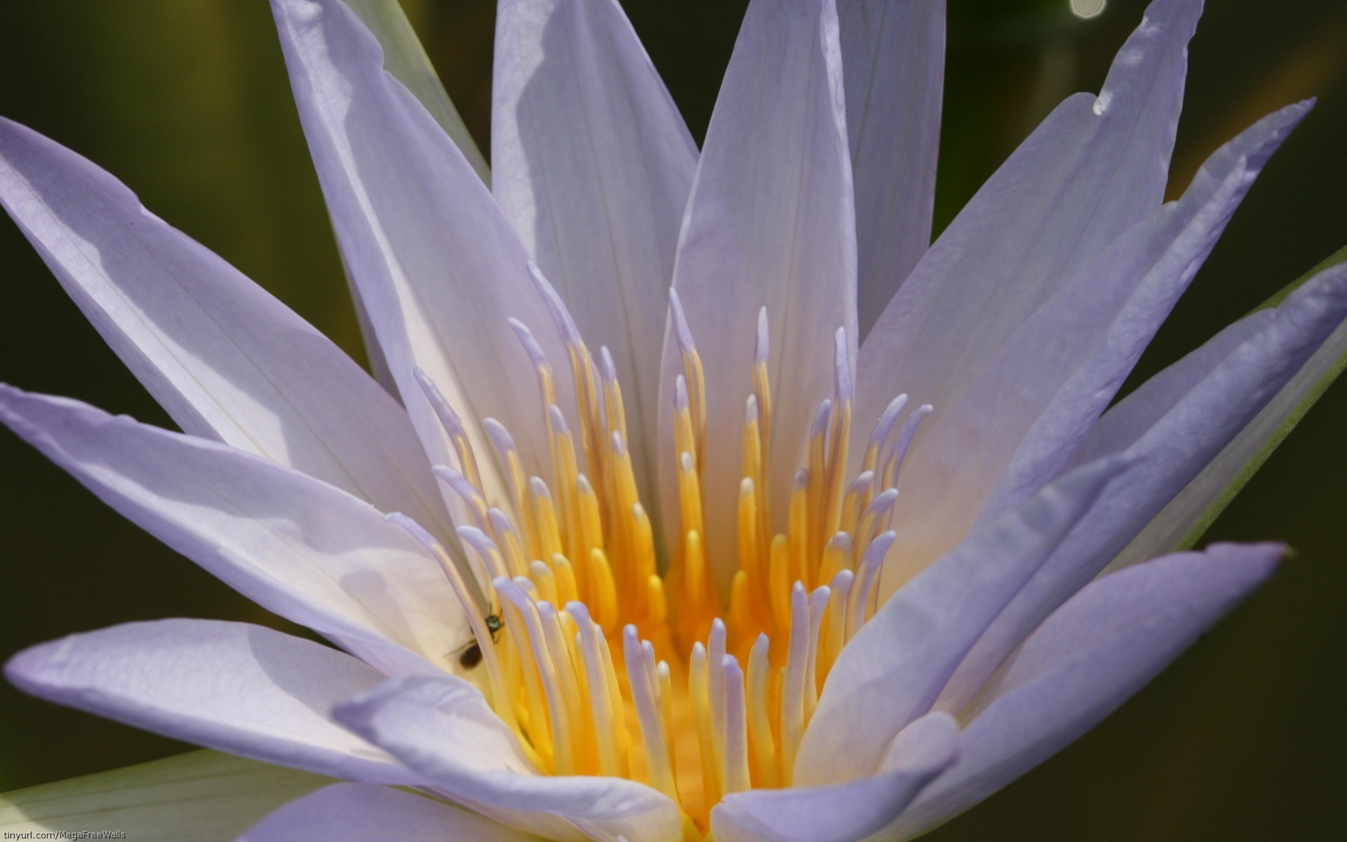 Earth Water Lily HD Wallpaper | Background Image