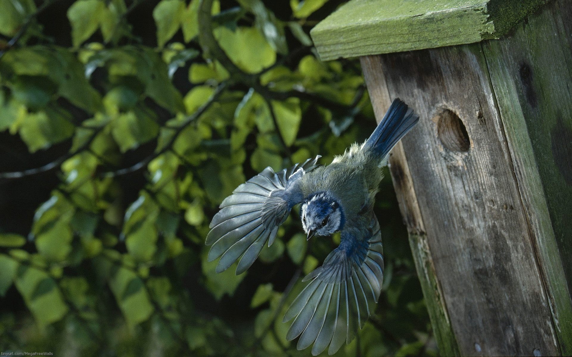 HD PC desktop wallpaper showing a small blue bird (animal) in midflight leaving a weathered wooden bird house against a leafy green background.
