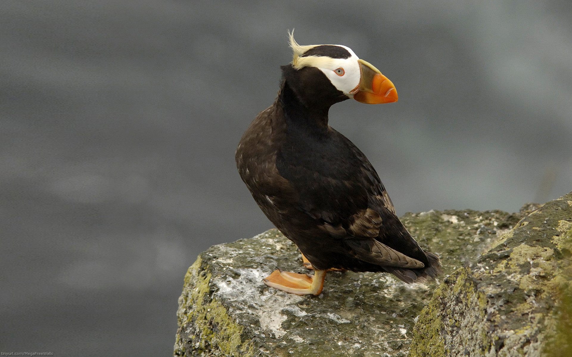 Download Bird Animal Puffin HD Wallpaper by Scott Ford | 1920x1200 ...