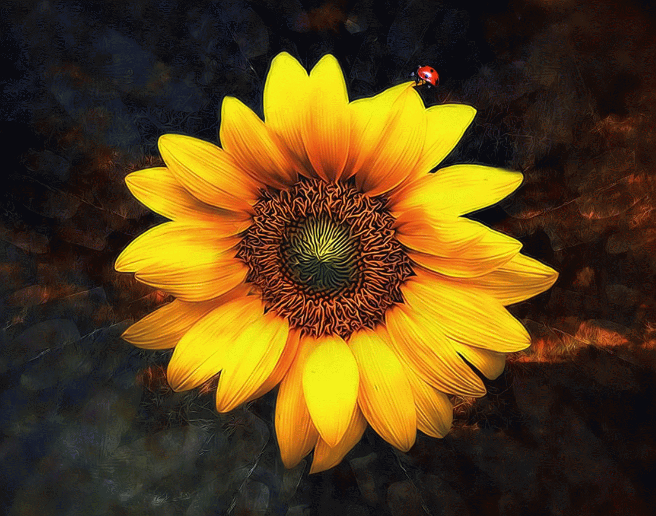 Sunflower Wallpaper and Background Image | 1350x1062 | ID:278055