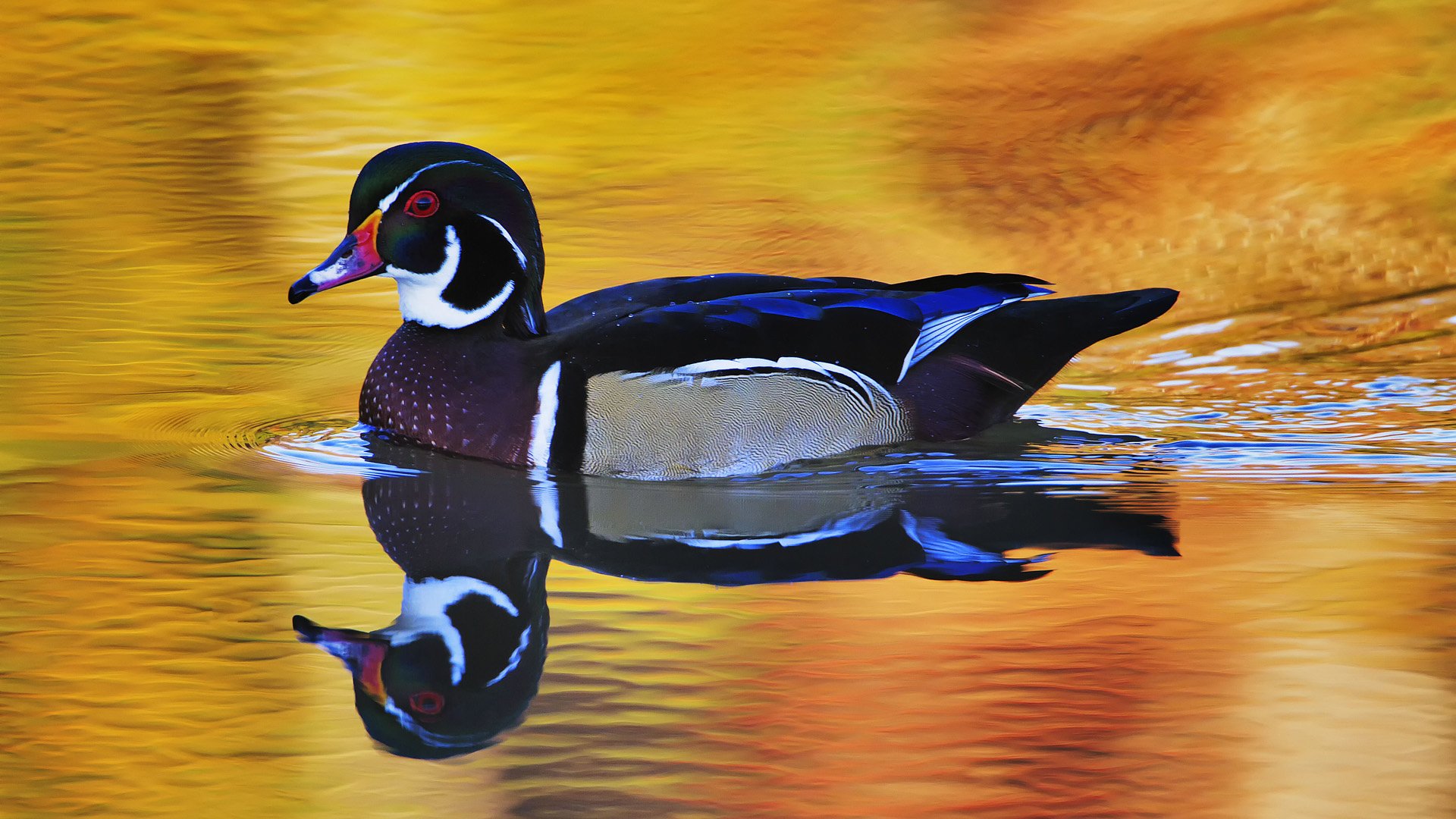 Download Reflection Duck Bird Animal Wood Duck HD Wallpaper by Scott Ford