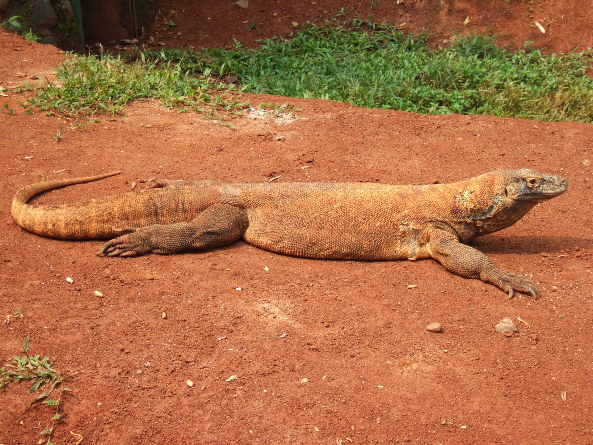 Animal — Komodo dragon sprawled on red earth with a grassy edge, captured as a 2K Quad HD PC desktop wallpaper and background.