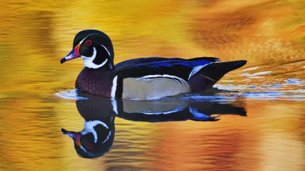  Male Wood Duck by Scott Ford