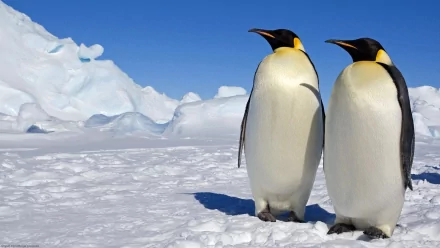 Two emperor penguins stand on a snowy landscape, surrounded by ice. This HD wallpaper captures the majestic beauty of these birds, reminiscent of March Of The Penguins.