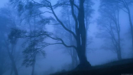 HD PC desktop wallpaper showing tall trees shrouded in thick fog, creating a mysterious and serene natural landscape.