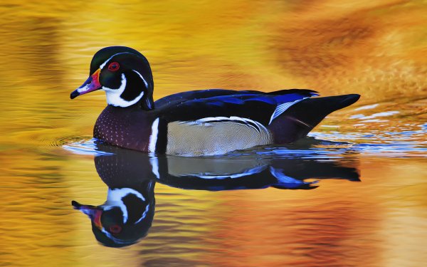 Animal Wood Duck Birds Ducks Bird Duck Reflection HD Wallpaper | Background Image