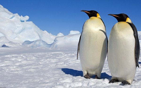 Movie March Of The Penguins Bird Penguin Snow Ice HD Wallpaper | Background Image