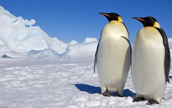 Two emperor penguins stand on a snowy landscape, surrounded by ice. This HD wallpaper captures the majestic beauty of these birds, reminiscent of March Of The Penguins.