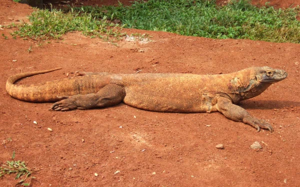 Animal — Komodo dragon sprawled on red earth with a grassy edge, captured as a 2K Quad HD PC desktop wallpaper and background.