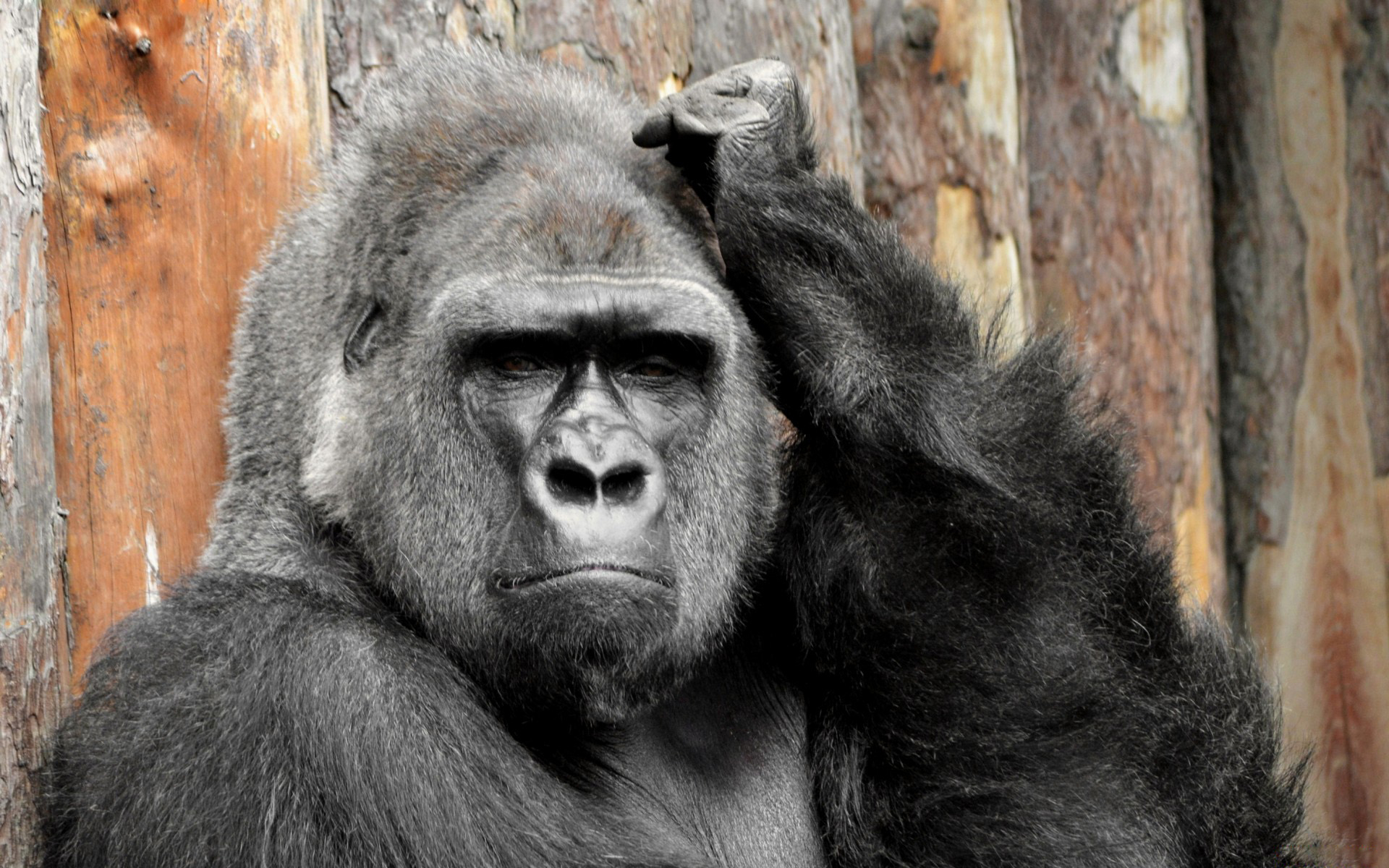 720p gorilla image