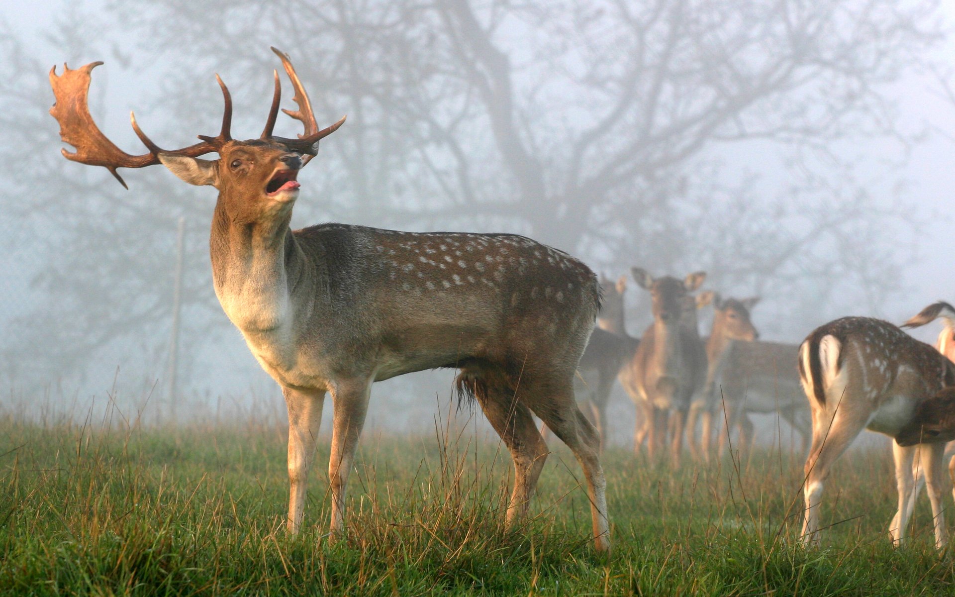 HD PC desktop wallpaper featuring a majestic deer with antlers standing in a foggy meadow, surrounded by other deer in the background.