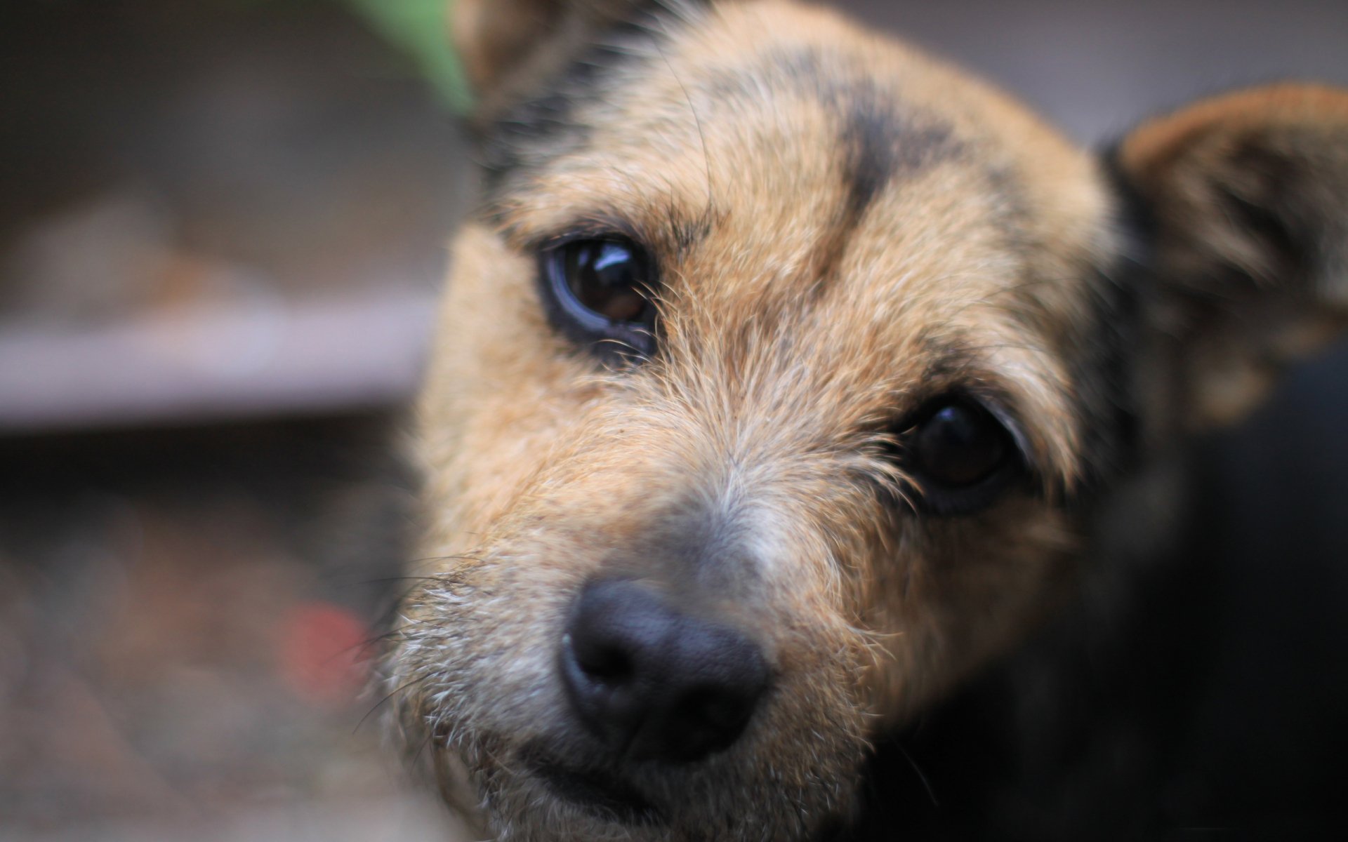 Download Animal Dog HD Wallpaper | 2560x1600 | Wallpaper Abyss
