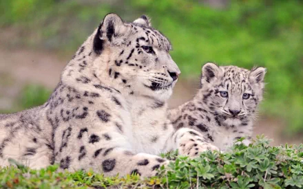 A snow leopard and its cub rest together among greenery, showcasing their striking fur patterns and gentle expressions, captured in a stunning HD wallpaper.