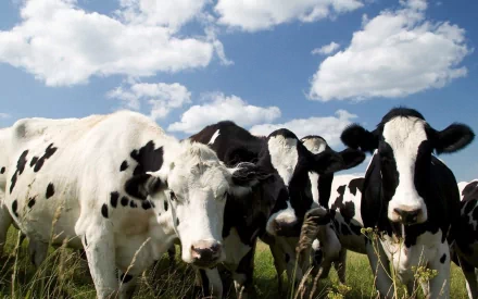 A group of dairy cows stands in a lush green field under a blue sky adorned with fluffy clouds, serving as a vibrant HD wallpaper for desktop backgrounds.