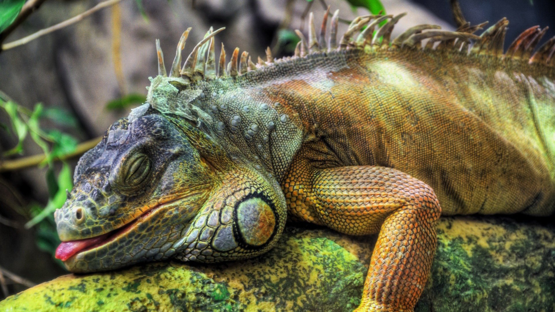 Iguana Full HD Wallpaper and Background Image | 1920x1080 | ID:280447