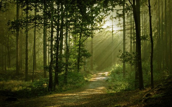Earth Forest Road HD Wallpaper | Background Image