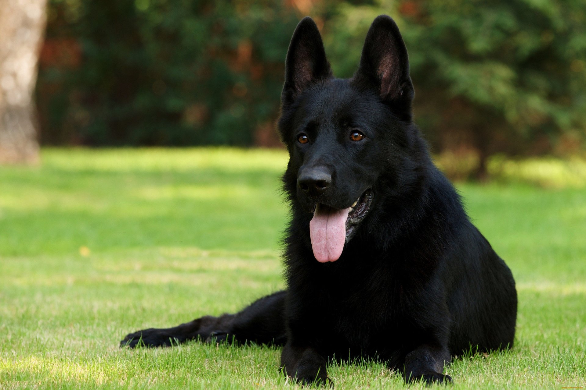 A majestic black dog lounging on lush green grass, showcasing its sleek coat and attentive expression. This stunning image serves as a vibrant HD desktop wallpaper and background.