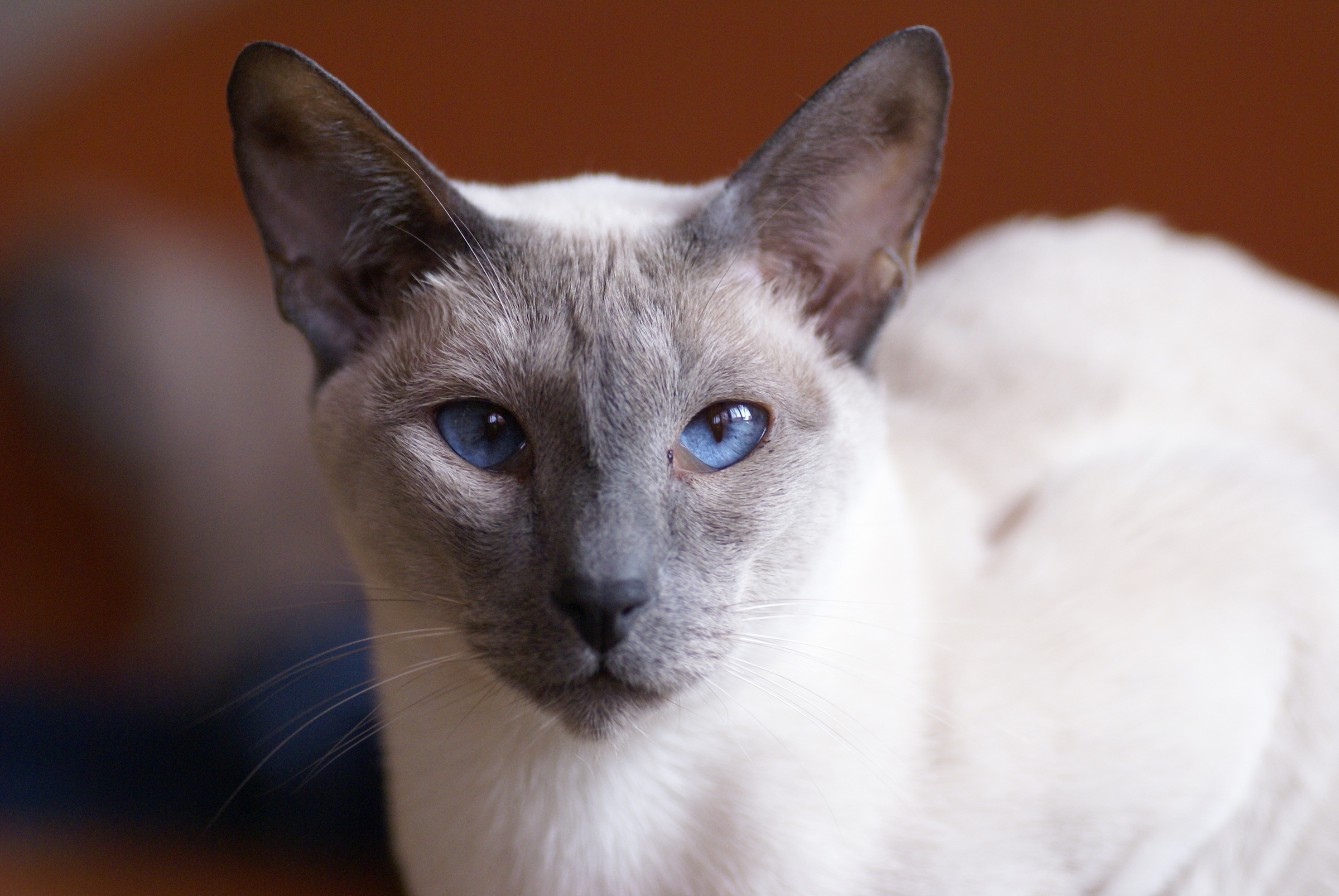Siamese cat with striking blue eyes on desktop wallpaper.