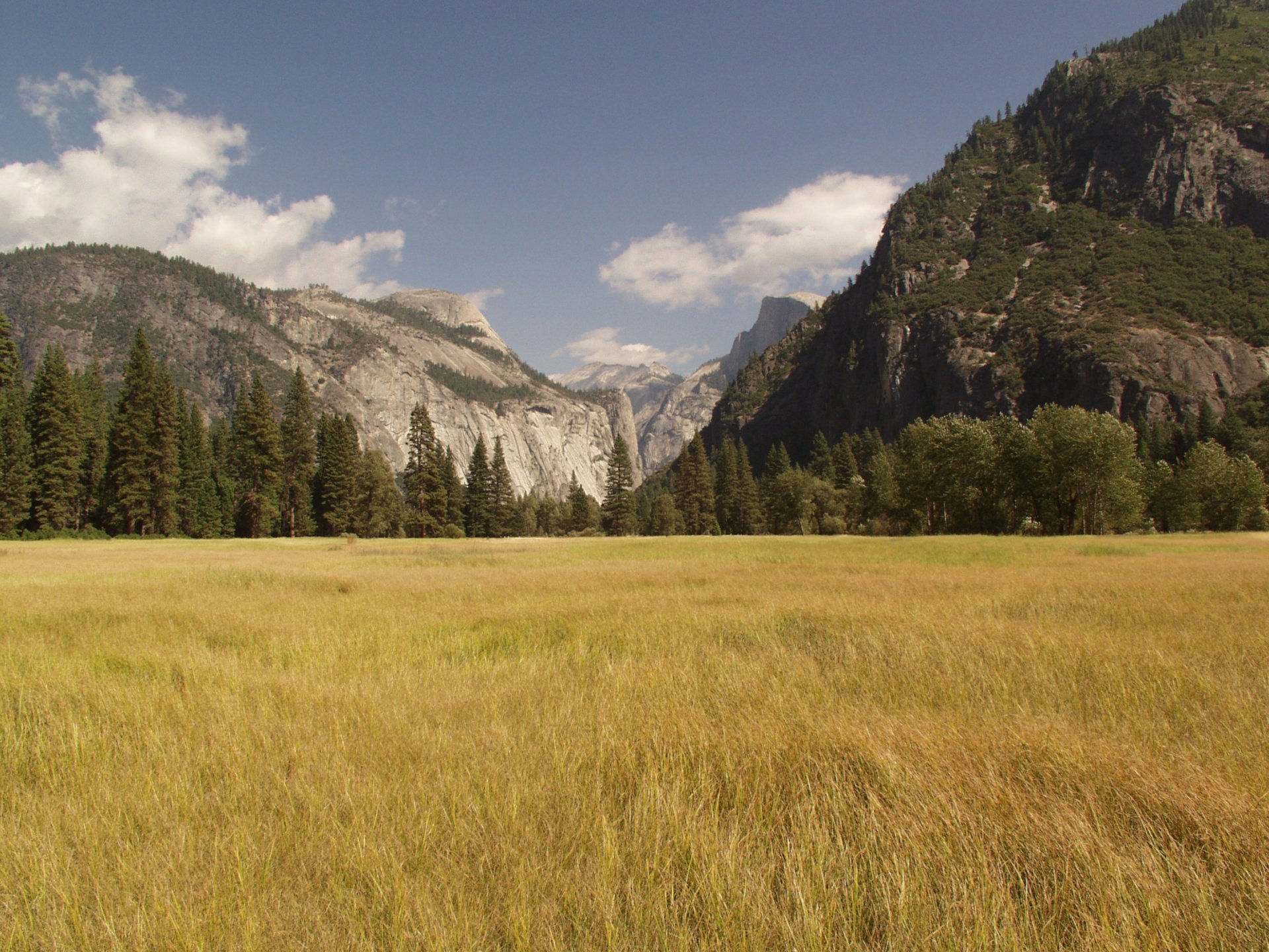 HD desktop wallpaper featuring a vast golden field framed by pine trees and majestic mountain peaks under a partly cloudy sky.